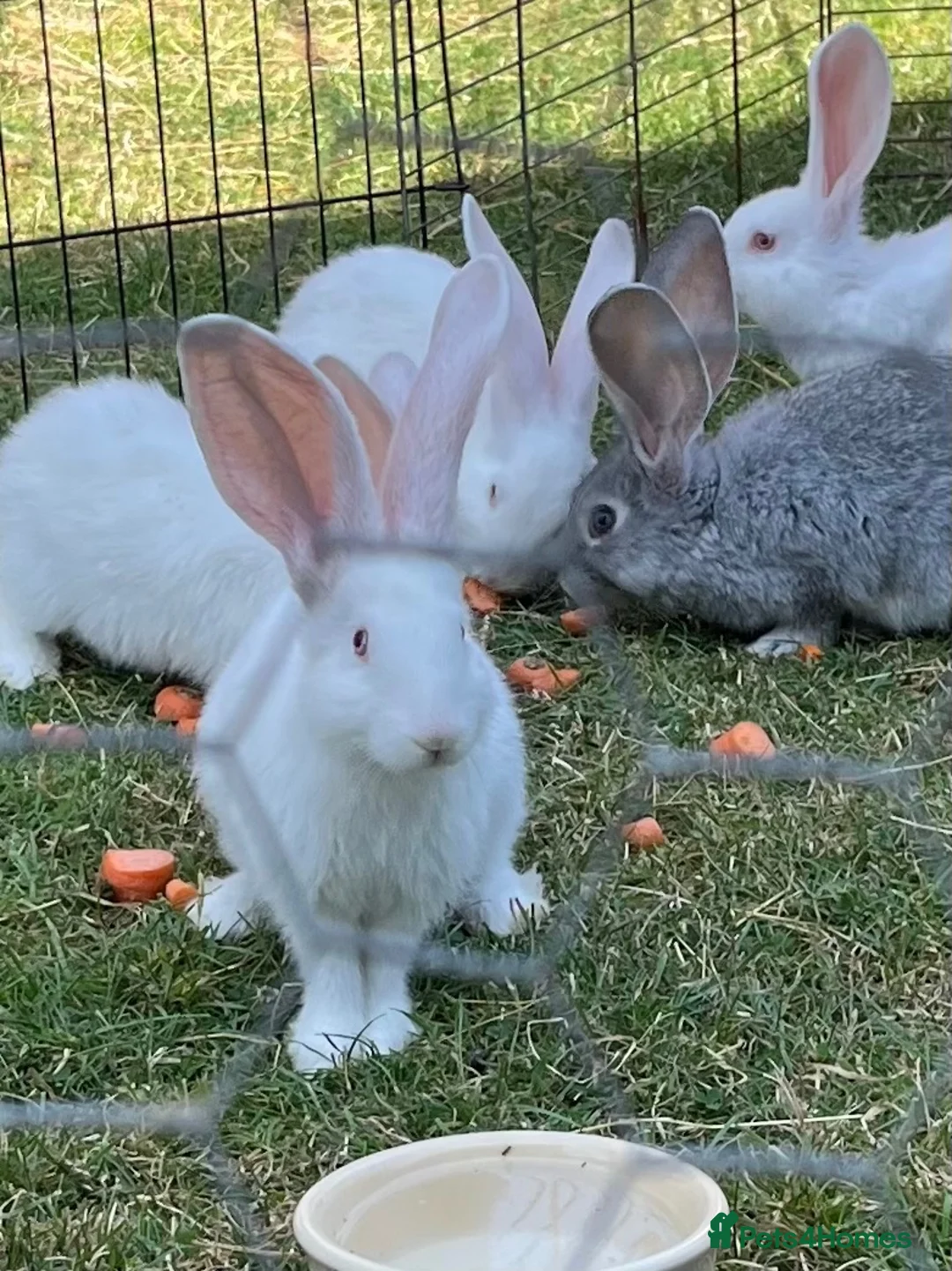 Continental Giant rabbits for sale: REW continental giant buck - Advert 1