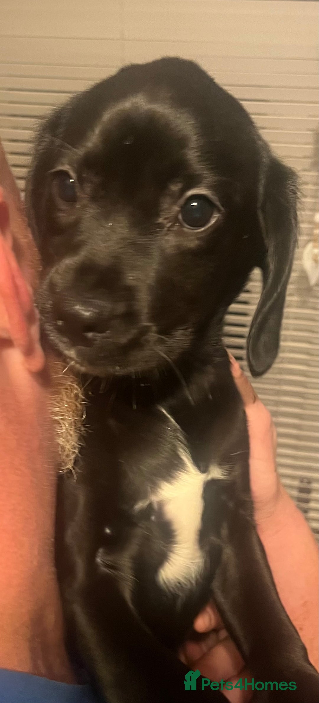 Mixed Breed dogs for sale: 5 Cavador puppies  - Advert 6