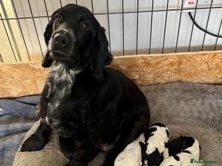 Cocker Spaniel dogs for sale: Beautiful KC reg cocker spaniel puppies - Advert 1