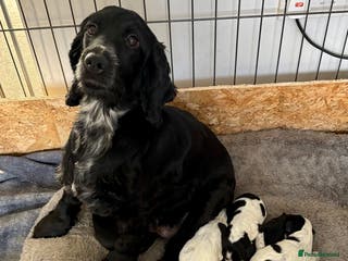 Cocker Spaniel dogs Beautiful KC reg Show cocker spaniel puppies - Advert 5