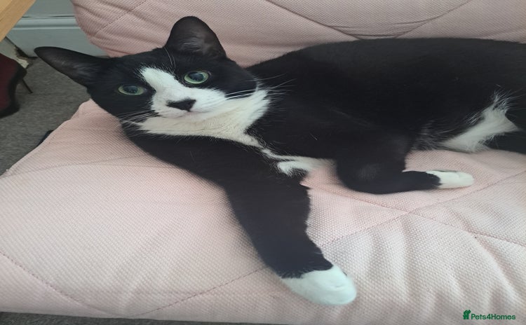 Mixed Breed cats - Advert 1