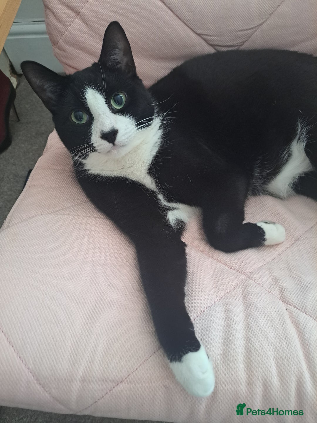 Mixed Breed cats for sale: Lovely Male House Indoor Cat Nice Temperament - Image 1