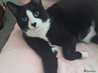 Mixed Breed cats - Advert 1