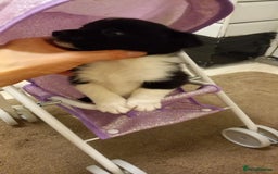 Mixed Breed dogs for sale: Jack Russell Pups in Braintree - Image 13