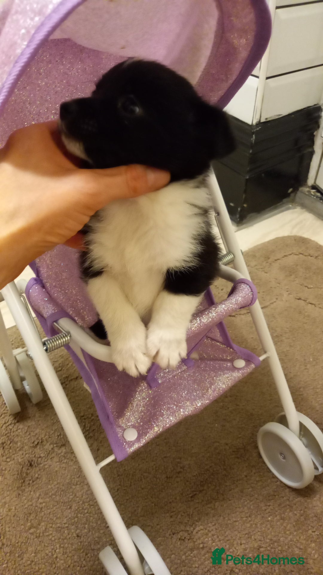 Mixed Breed dogs for sale: Jack Russell Pups in Braintree - Image 13