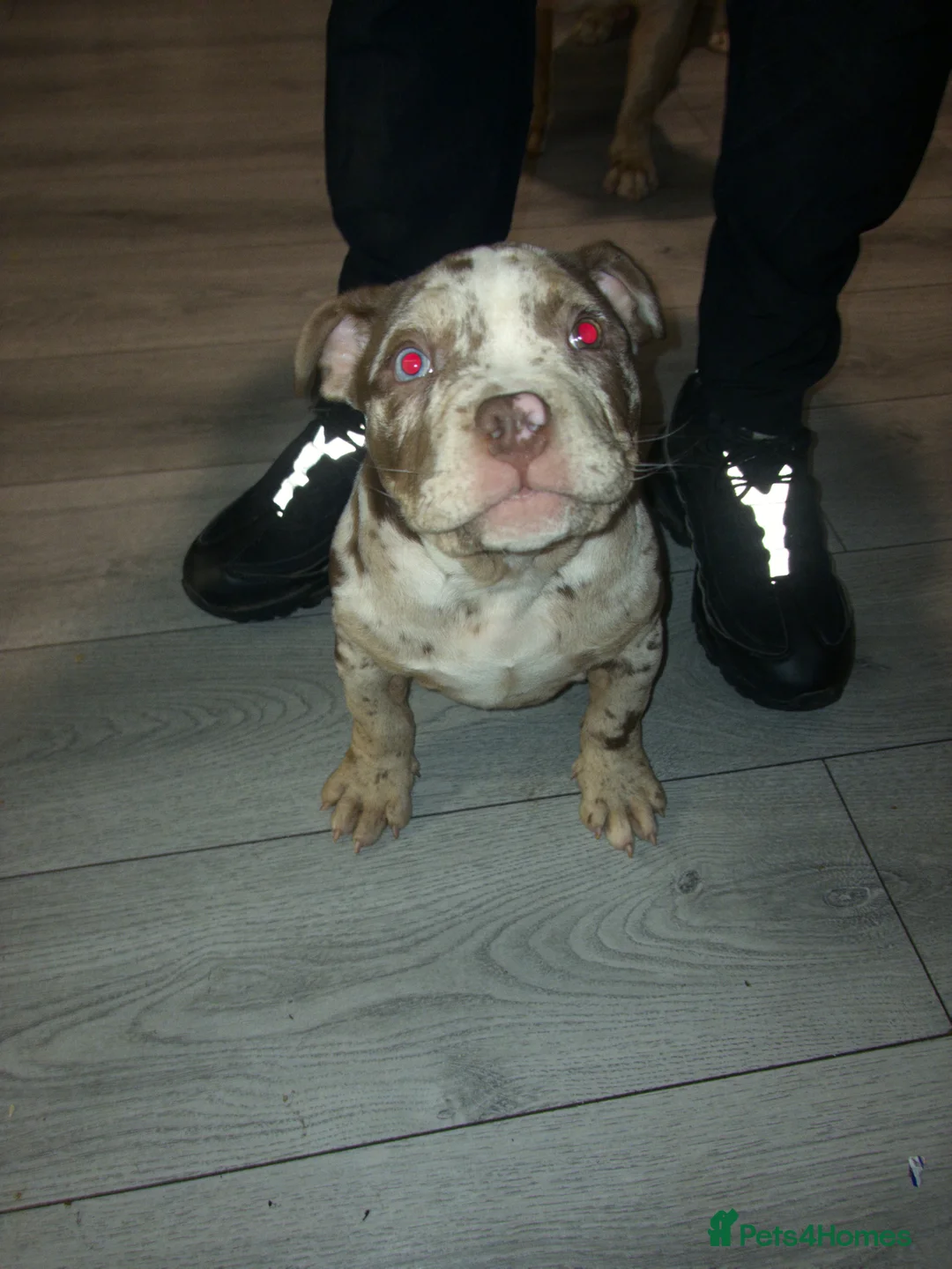 American Bully dogs for sale: Pocket bully - Advert 2
