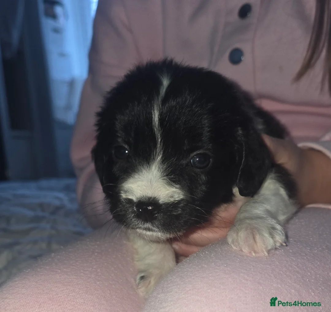 Maltipoo dogs for sale: Maltipoo puppies  - Advert 15