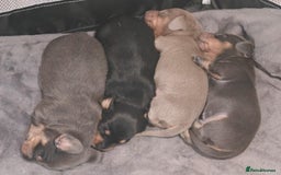 Miniature Dachshund dogs for sale: Miniature Shorthaired Dachshund  - Image 4