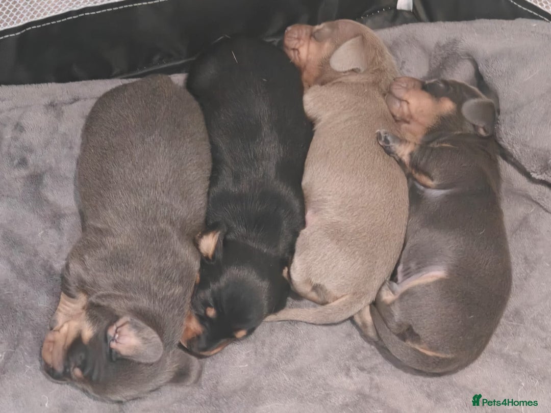 Miniature Dachshund dogs for sale: Miniature Shorthaired Dachshund  - Image 4