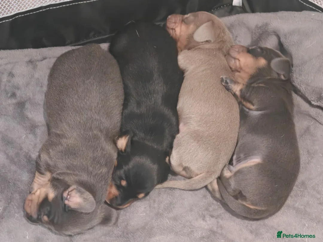 Miniature Dachshund dogs for sale: KC Miniature Shorthaired Dachshund! - Advert 2