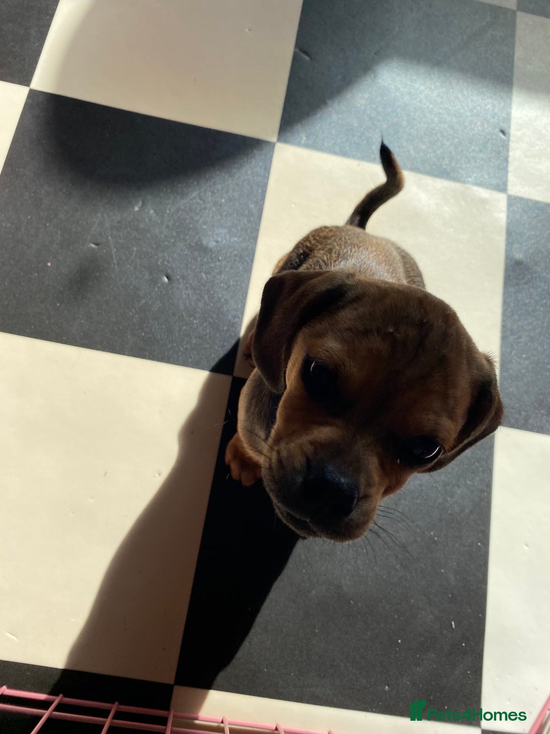 Mixed Breed dogs for sale: Pug/dachshund  - Image 3
