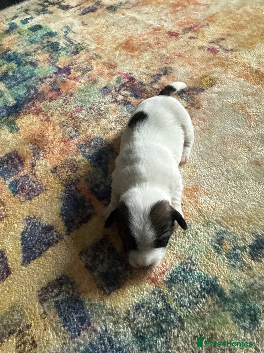 Jack Russell dogs for sale: Jack Russell  - Advert 9