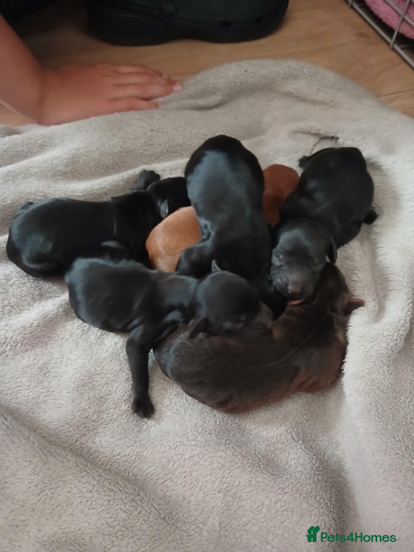 Cockapoo dogs Cockapoo puppies  - Advert 1