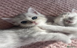 British Shorthair cats for sale: READY NOW ☺️4 British short hair & Ragdoll kittens - Image 36