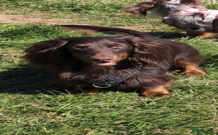 Miniature Dachshund dogs - Advert 2