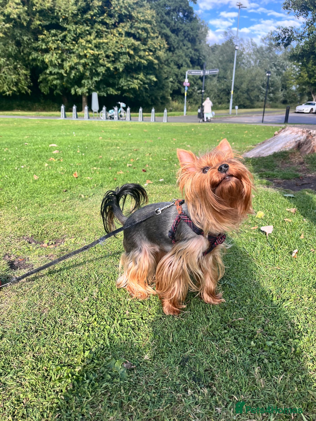 Yorkshire Terrier dogs for sale: 💔 Heartbreaking Sale of Our Beloved Chicky 💔 - Image 3