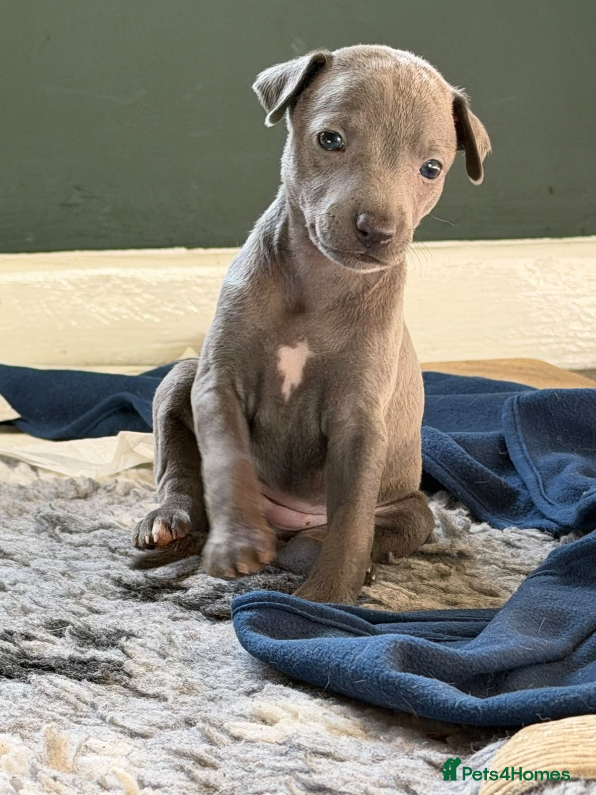 Mixed Breed dogs Whippet cross Italian greyhound - Advert 2