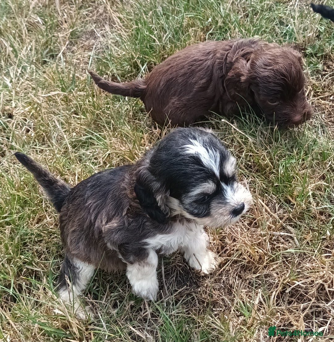 Cockapoo dogs for sale: 🐾 Brilliant Cockalier-a-Poo Puppies! 🐾 - Image 4