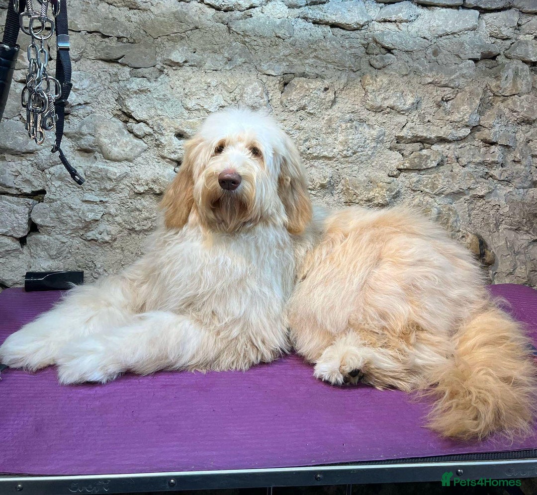 Mixed Breed dogs for sale: Gentle Giant Bernedoodles - Image 1