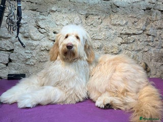 Bernedoodle dogs - Advert 1