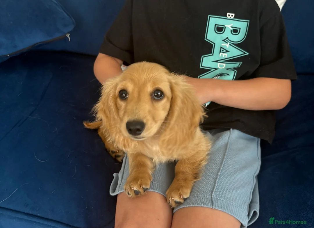 Miniature Dachshund dogs for sale: Pure Cream female mini dachshund  - Advert 1