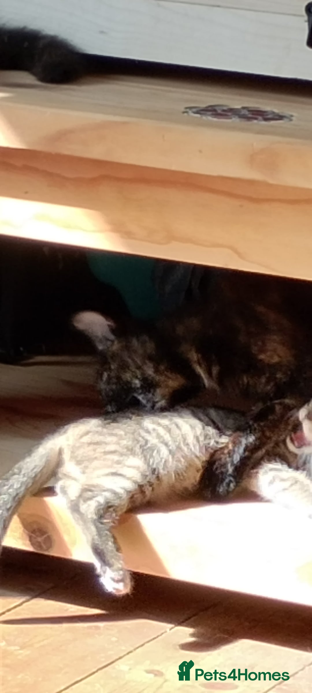 British Longhair cats for sale: Fully vaccinated kittens  - Image 2