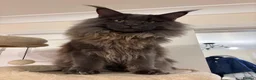 Maine Coon cats for sale: Chunky main coons 🩷🩷🩷💙 - Advert 28