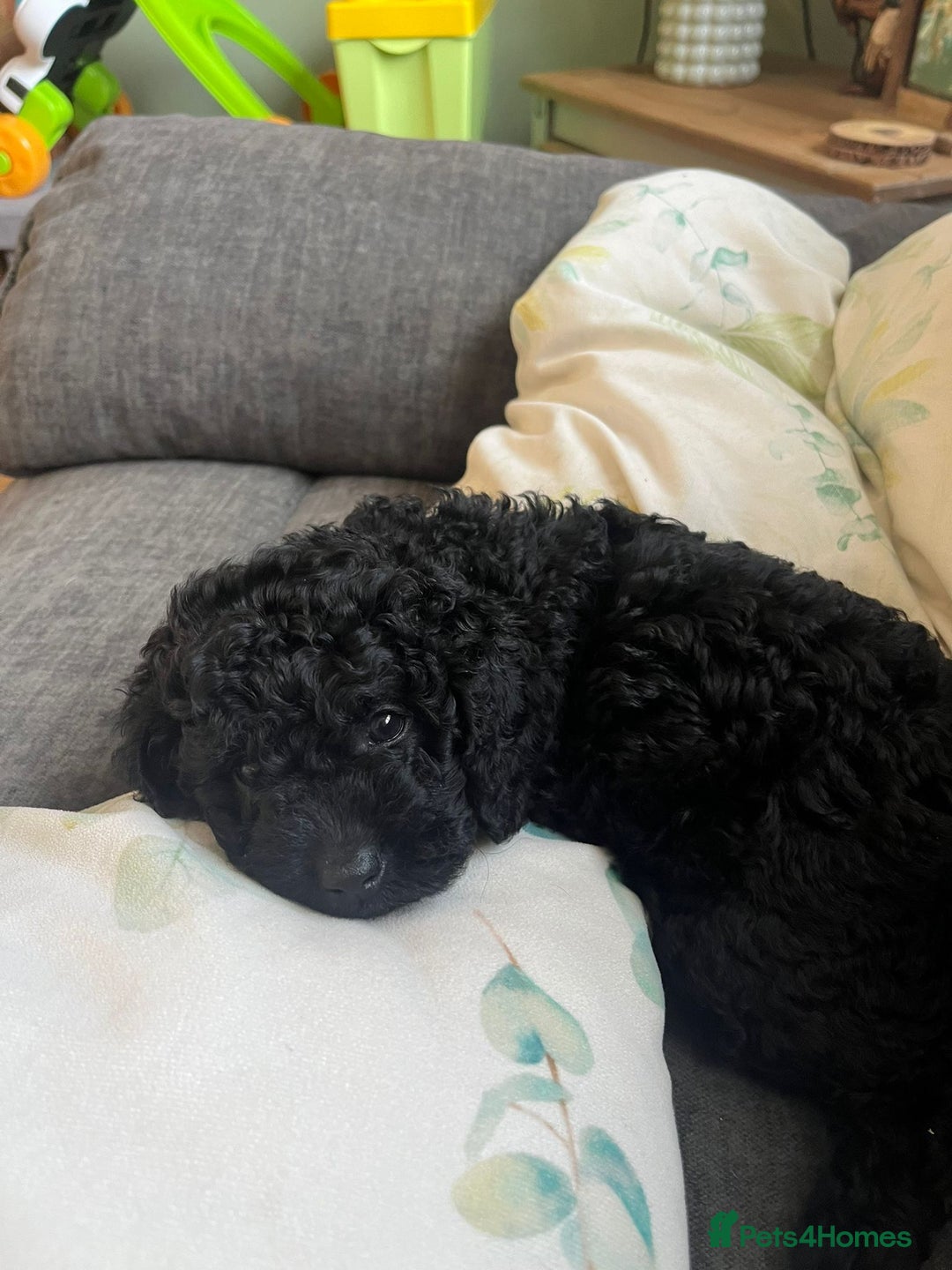 Cavapoochon dogs for sale: Cavapoochon  - Image 6