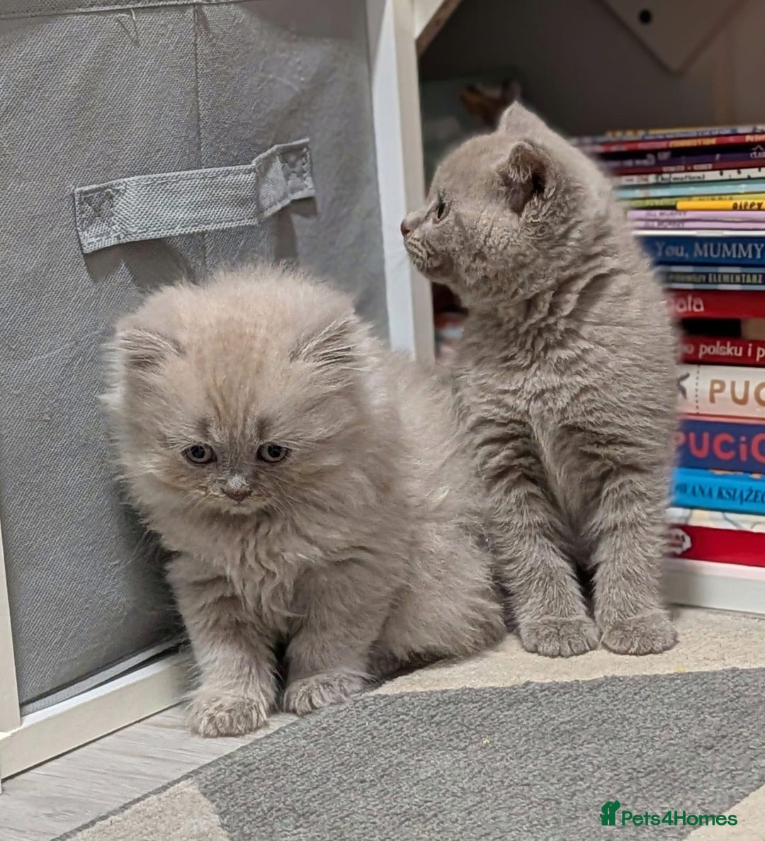British Shorthair cats for sale: Stunning British Shorthair kittens boy and girl - Advert 6