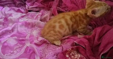 Mixed Breed cats - Advert 5