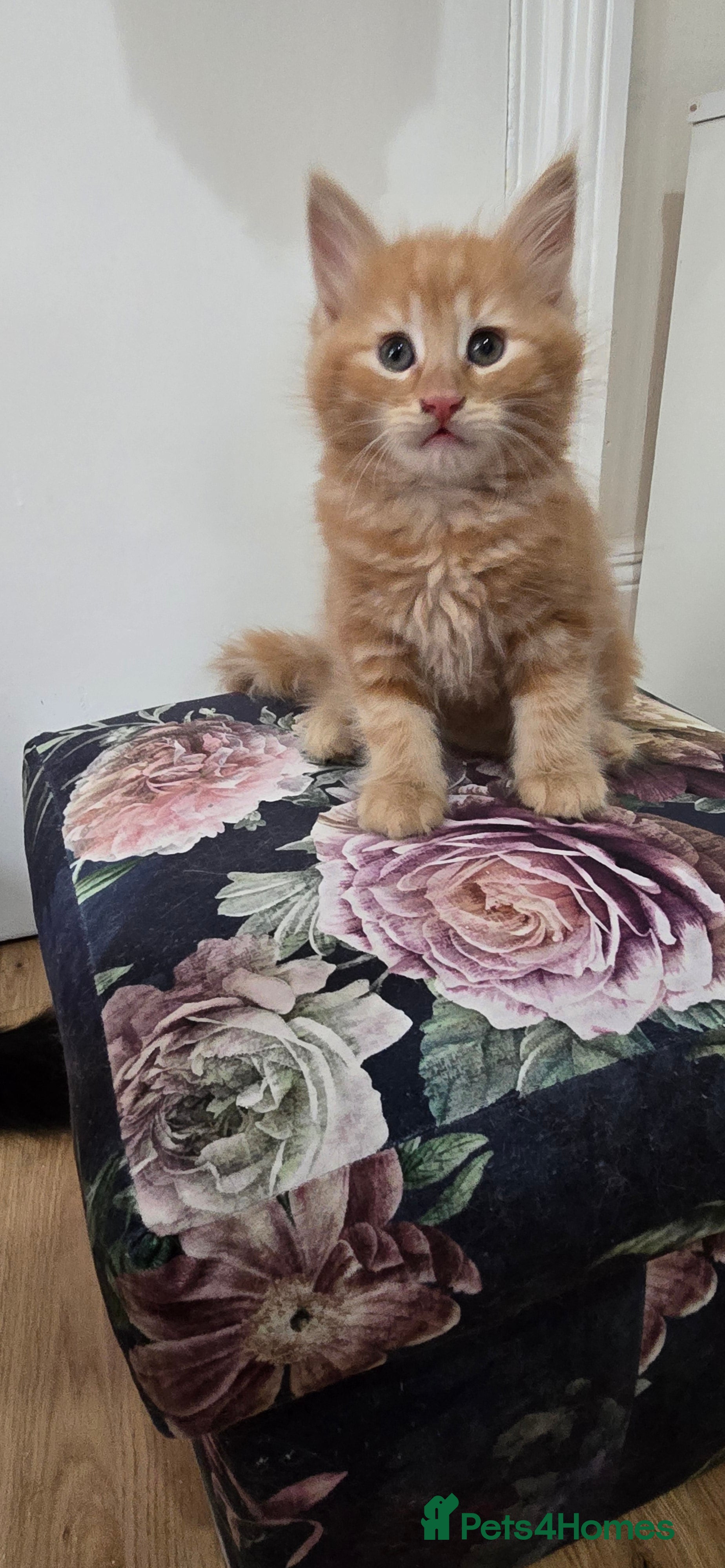 Mixed Breed cats Dad full maine coons and mum mixed ragdoll - Advert 2