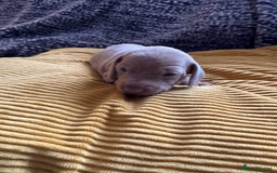 Miniature Dachshund dogs for sale: Beautiful miniature dachshunds for sale  - Image 5