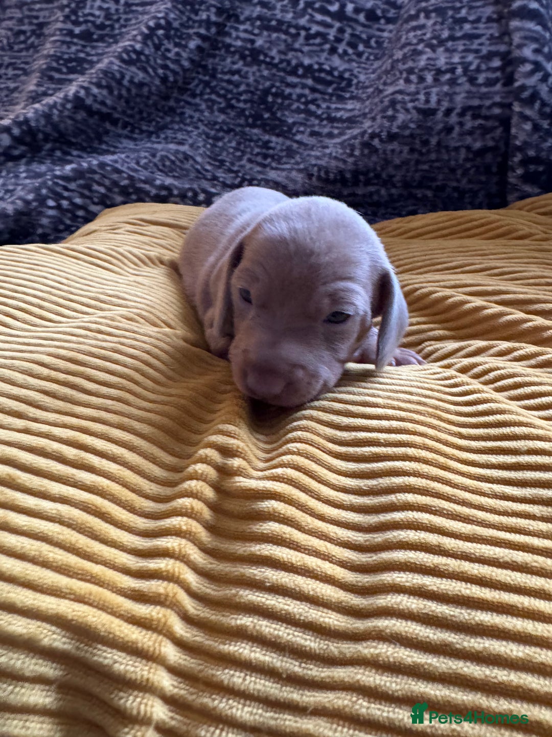 Miniature Dachshund dogs for sale: Beautiful miniature dachshunds for sale  - Image 5