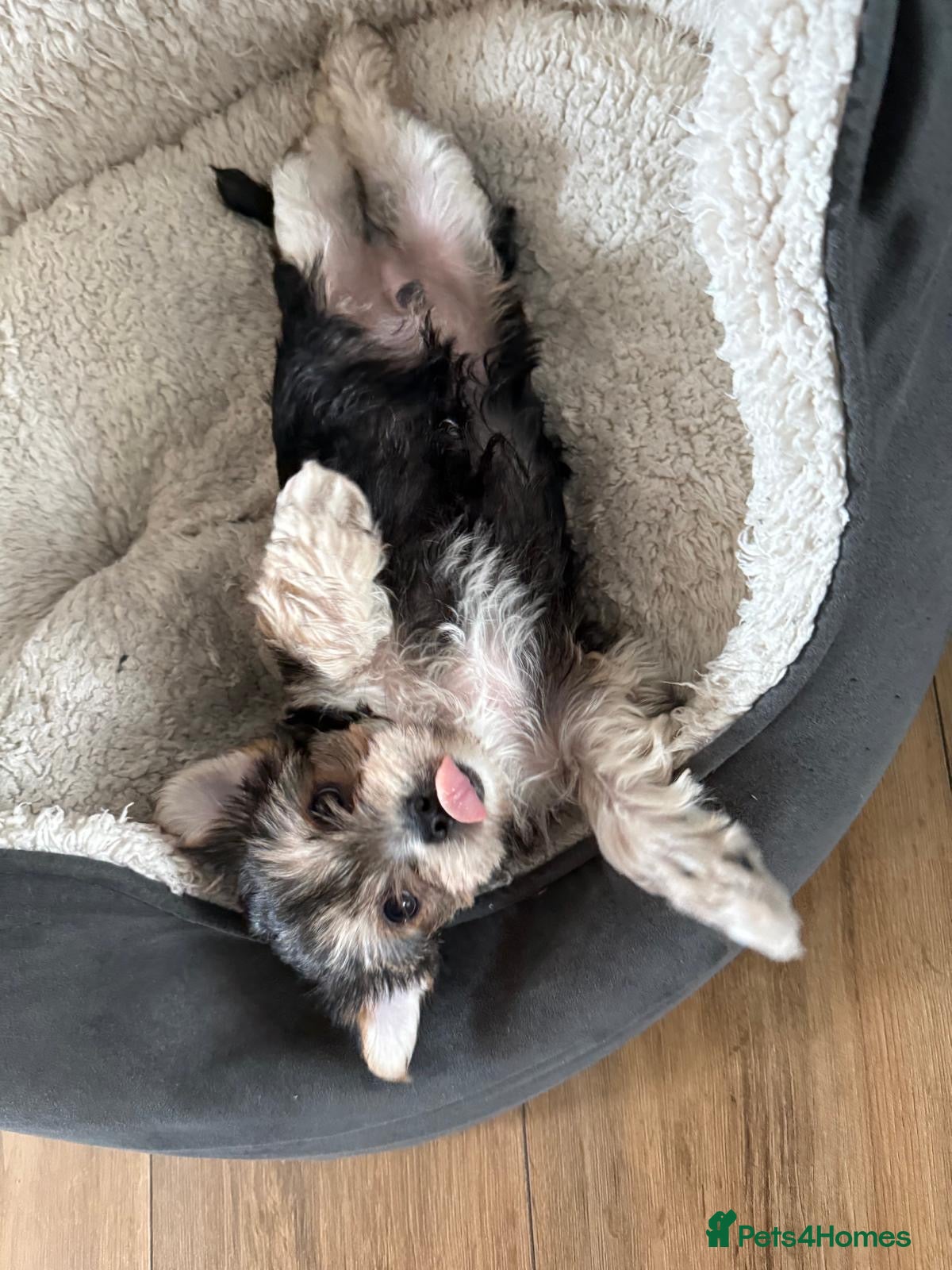 Morkie dogs Beautiful morkie puppys looking for a new home - Advert 2