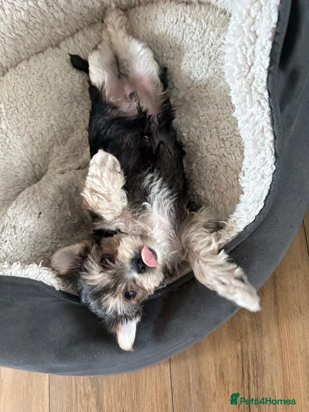 Morkie dogs for sale: Beautiful morkie puppys looking for a new home - Advert 1