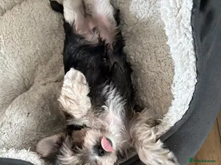 Morkie dogs Beautiful morkie puppys looking for a new home - Advert 2