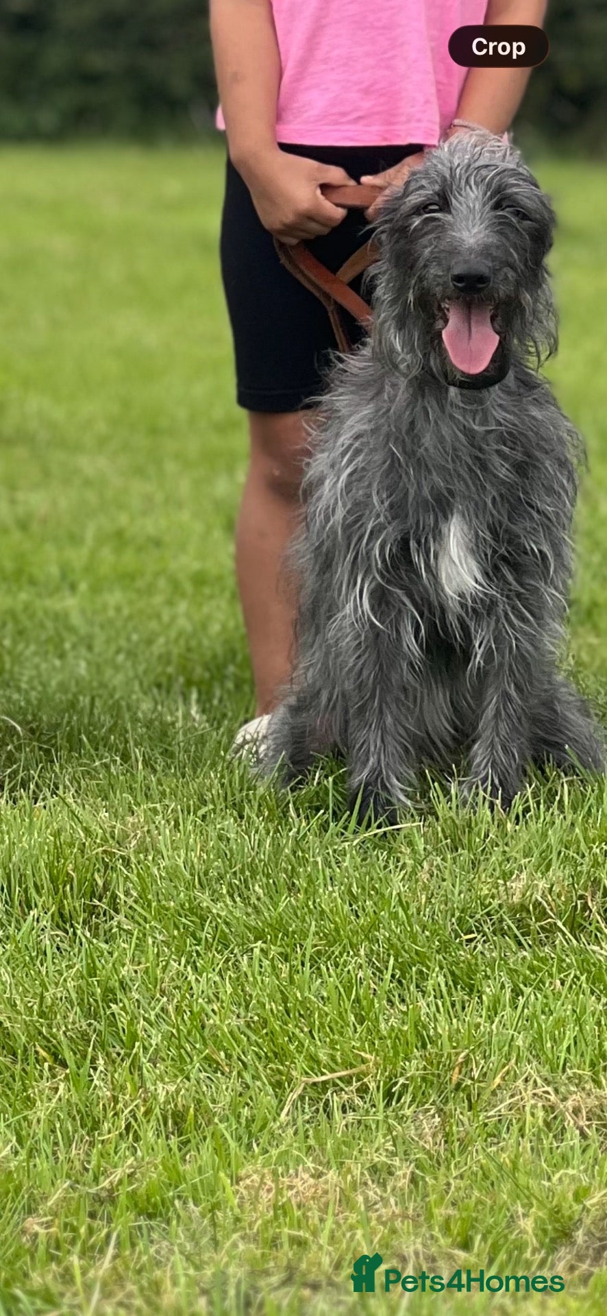 Lurcher dogs Beddlington x whpippet pups - Advert 2