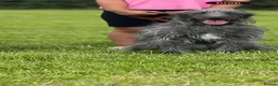 Lurcher dogs for sale: Beddlington x whpippet pups in Atherstone - Advert 1