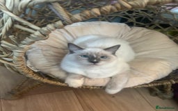 Ragdoll cats for sale: 🌸 Last Ragdoll Girl Available & Ready Now! 💕🐱 - Image 3