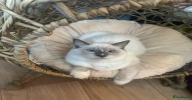 Ragdoll cats - Advert 3