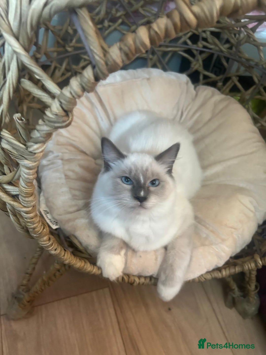 Ragdoll cats for sale: 🌸 Last Ragdoll Girl Available & Ready Now! 💕🐱 - Image 3