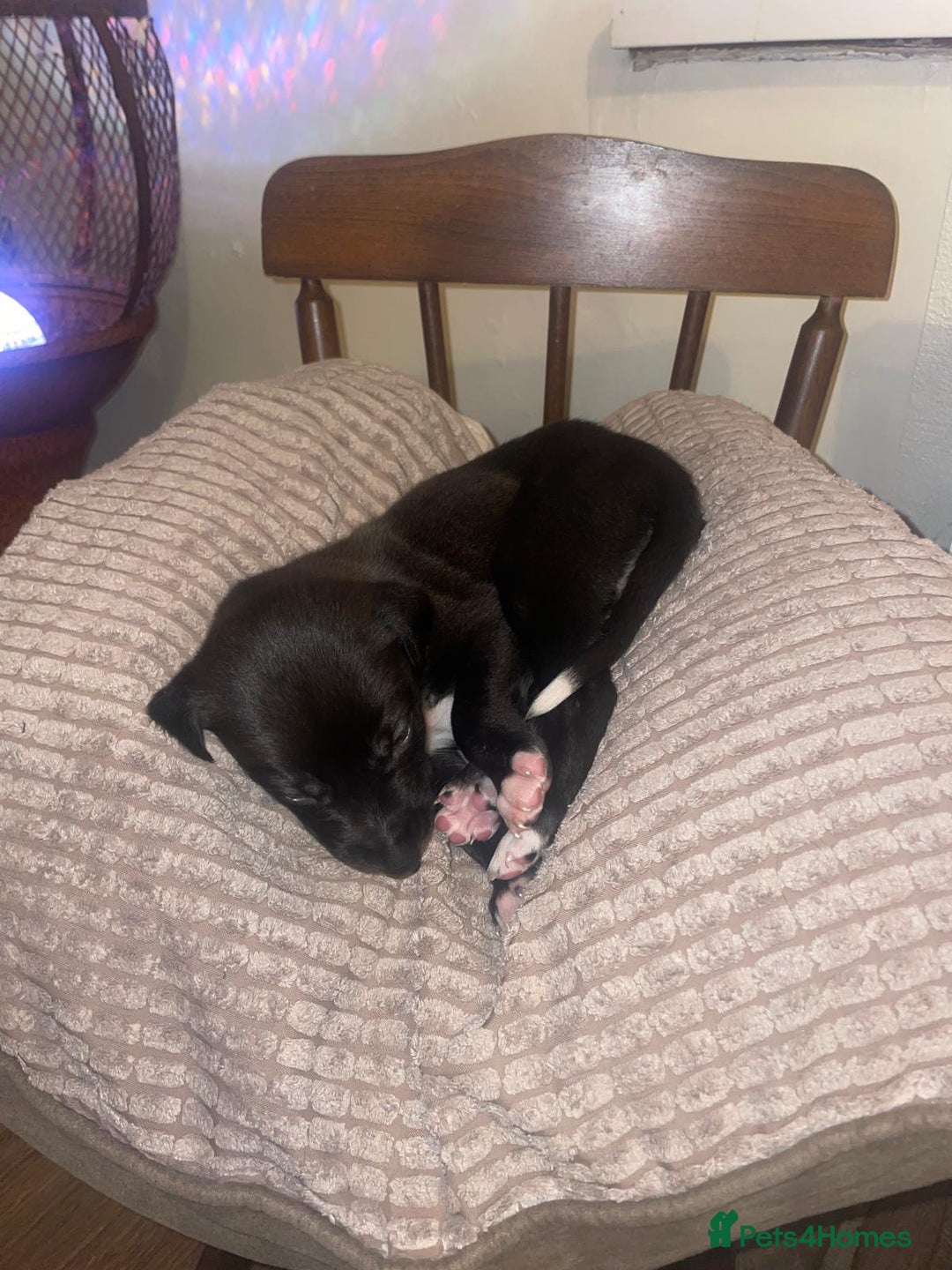 Lurcher dogs for sale: Lurcher pups  - Advert 4