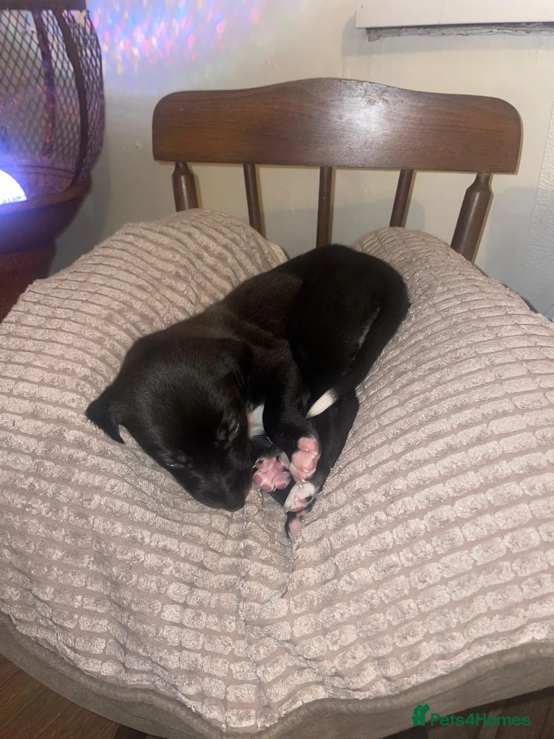 Lurcher dogs for sale: Lurcher pups  - Advert 4