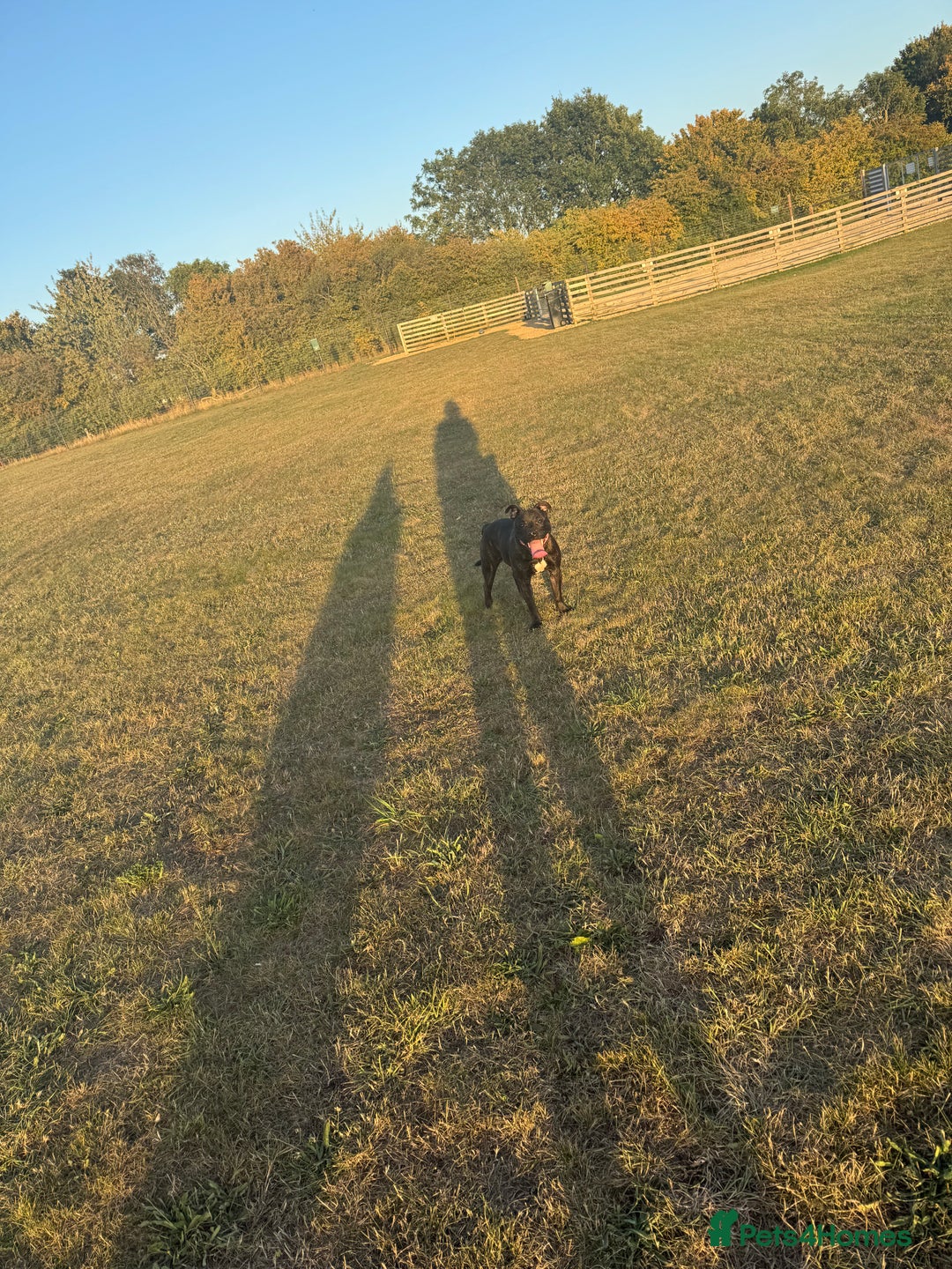 Staffordshire Bull Terrier dogs for stud: staffy for stud - Advert 8