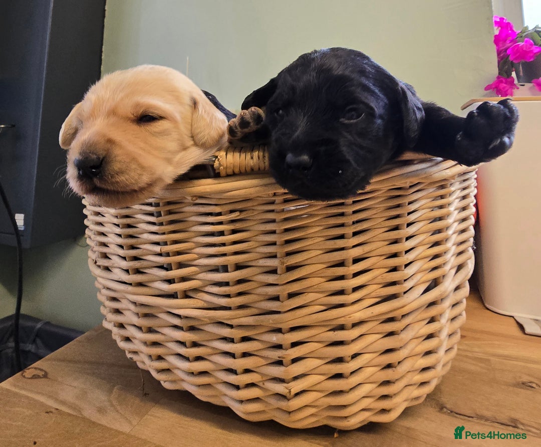 Labradoodle dogs for sale: Gorgeous Labradoodle puppies - Image 1