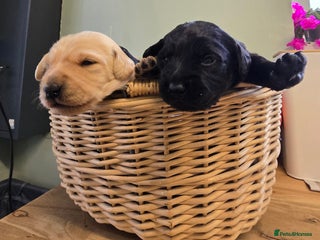 Labradoodle dogs for sale - Advert 1