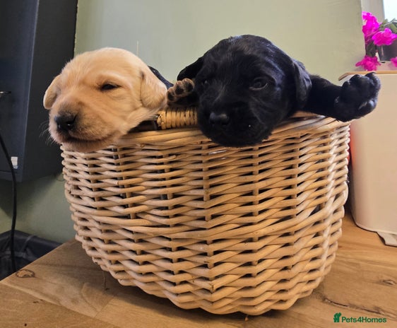 Labradoodle dogs - Advert 2