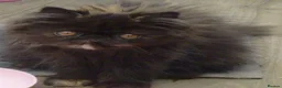 Persian cats for sale: Adorable Pure Persian Kitten - Advert 2