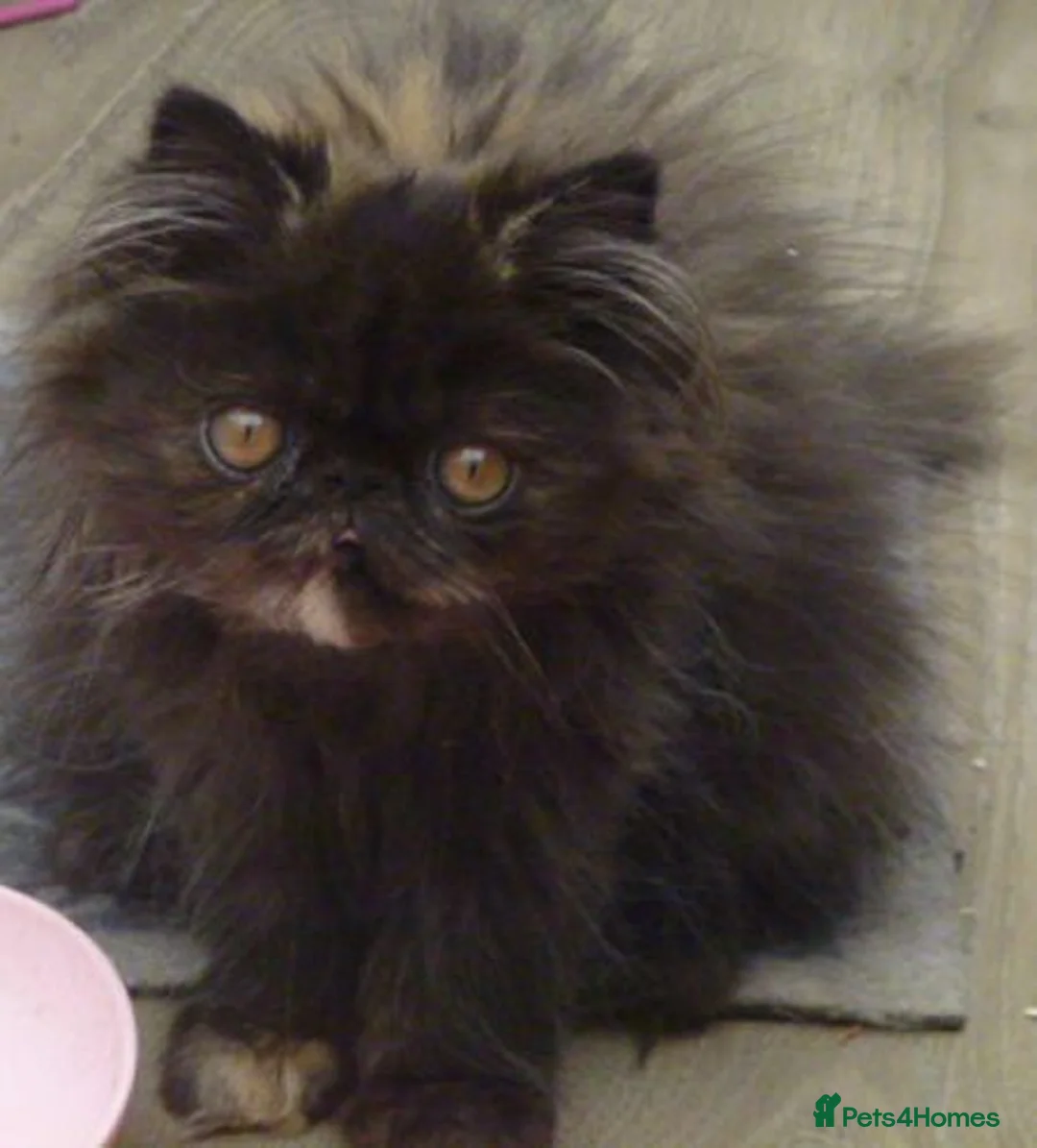 Persian cats for sale: Adorable Pure Persian Kitten - Advert 2