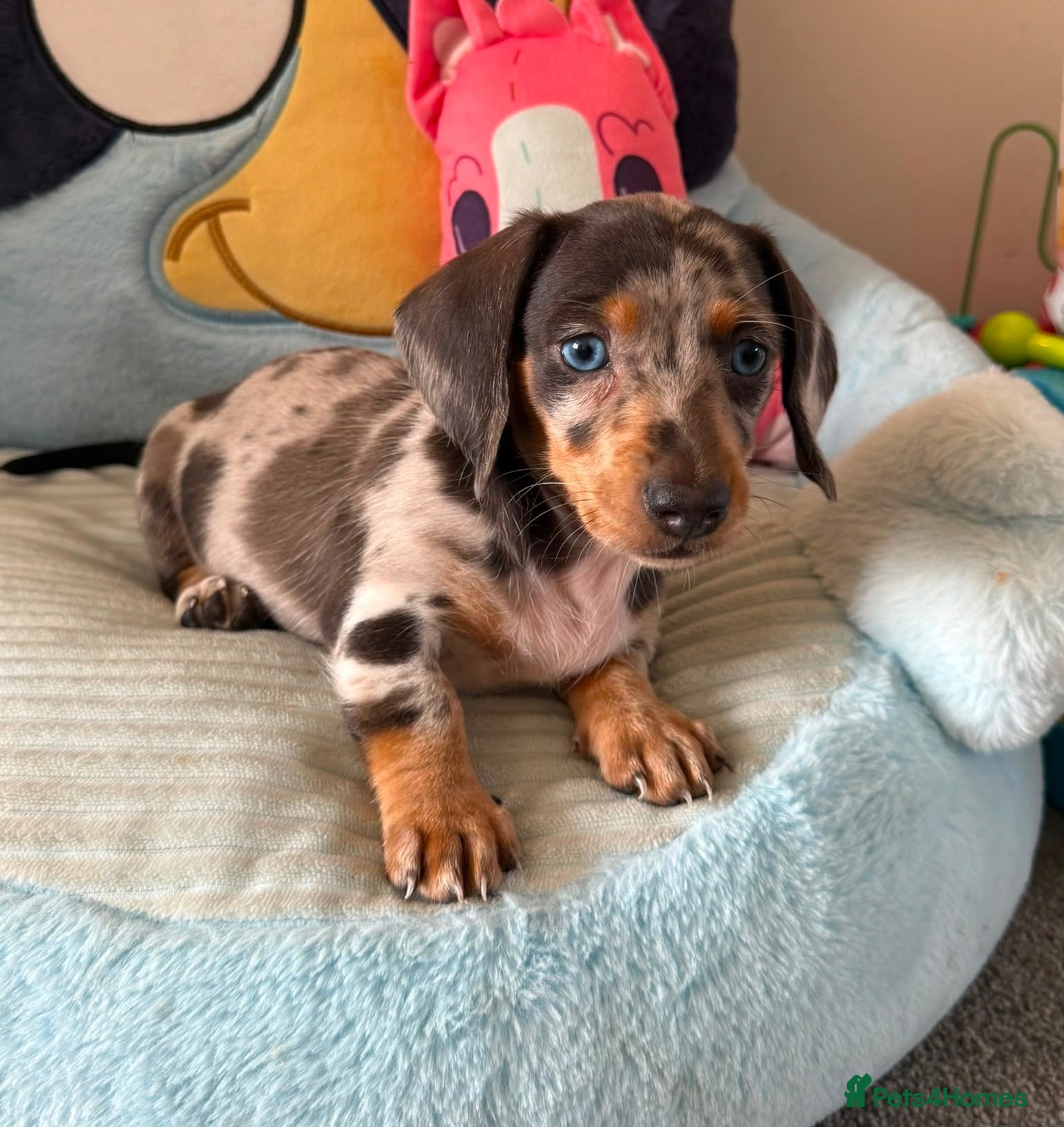 Miniature Dachshund dogs EXTREME CUTENESS! MINIATURE DACHSHUND PUPPIES ❤️🤍 - Advert 1